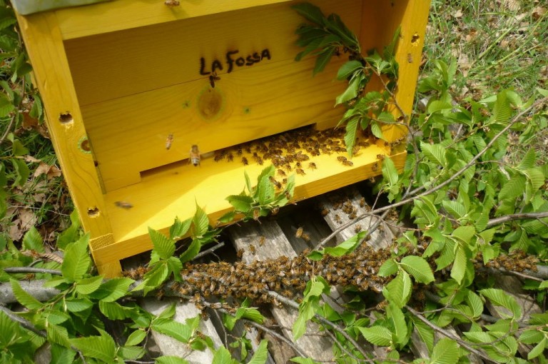 Costruire Un'arnia Fai Da Te • B&B La Fossa