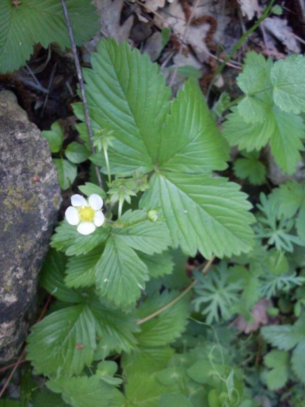 Fragola di bosco