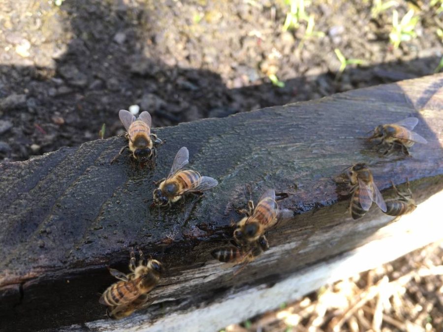 Le api bevono dalla condensazione calda del semenzaio